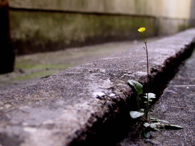 flower from cement
